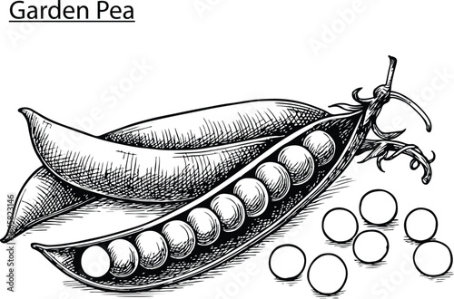 Garden Pea Hand Drawn Vector Illustration – Vintage Botanical Pea Pod Sketch