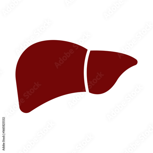 Human liver, cartoon style. Vector illustration isolated on white background, hand drawn, flat design