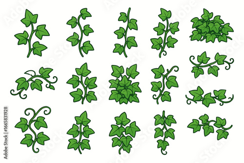 Collection of various green ivy vines on white background