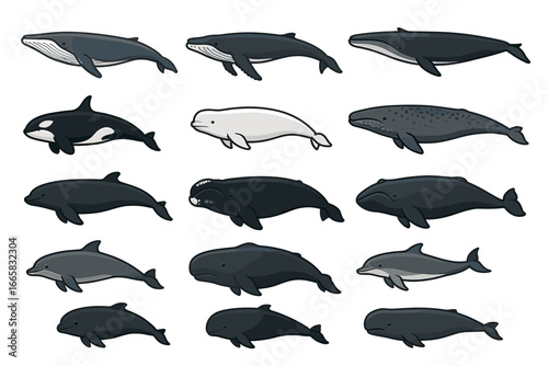 Collection of various whale and dolphin species illustrations