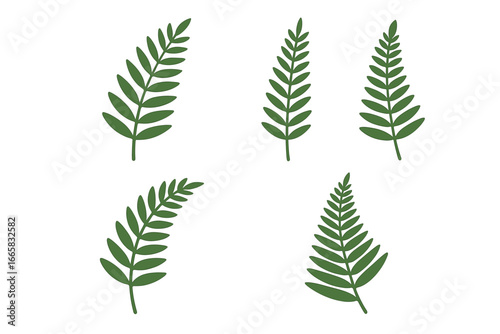 Collection of green fern leaf illustrations on white background