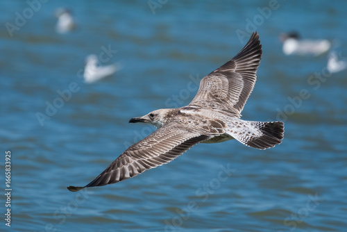 A Juvenile Seagull is Gracefully Flying above Danube on a Warm Summer Morning