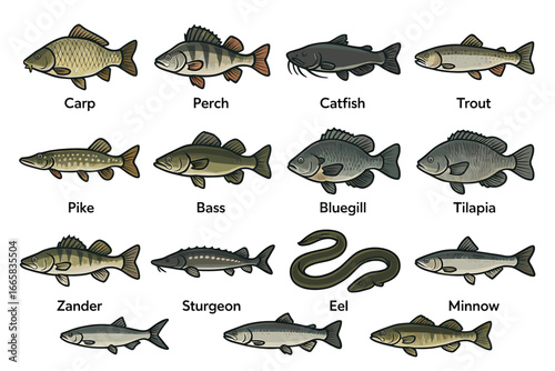 Illustrated guide to freshwater fish: carp, perch, catfish, trout, pike, bass, bluegill, tilapia