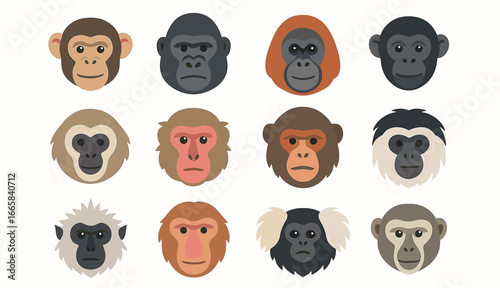 Colorful collection of various primate faces with diverse expressions on white background