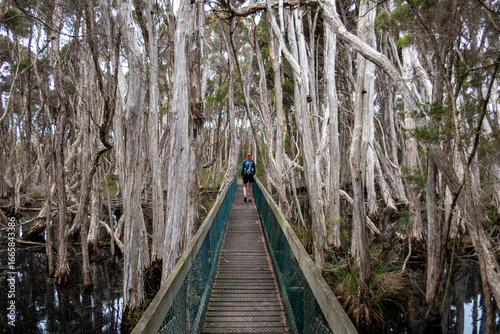 Wooden bridge through the paperbark forest at narawntapu National Park in Tasmania, Australia. From Bakers Beach.