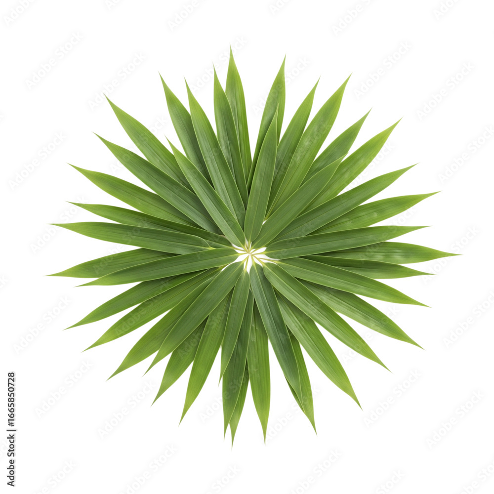 Fototapeta premium Green starburst plant leaves isolated on transparent background
