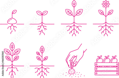 Seedling Growth Stages Outline, Hand Planting Seed, Apples in Crate Pink on White