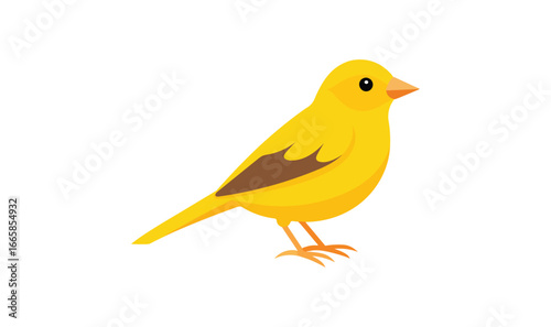Yellow canary bird with brown wing detail on white background avian animal