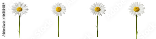 Wallpaper Mural White daisy flower with yellow center and green stem isolated on transparency background, delicate petals and natural beauty in simple arrangement Torontodigital.ca