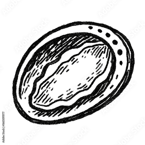 Hand-drawn illustration of an abalone shell on white background  