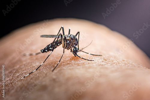 Aedes aegypti mosquito biting human skin, spreading disease.
