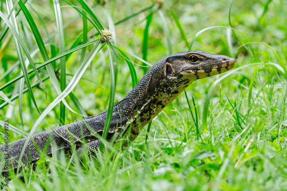 Naklejka premium Water monitor lizard exploring lush green grass