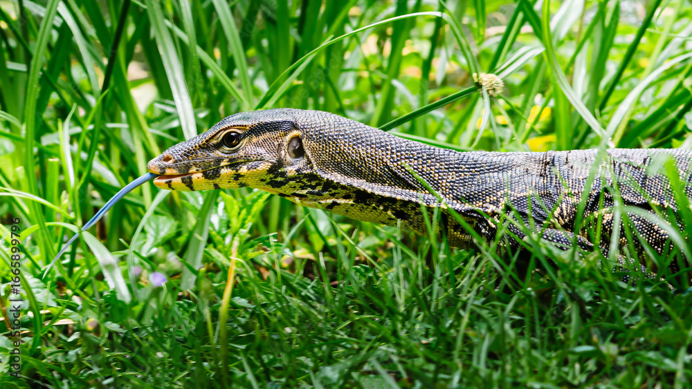Naklejka premium Water monitor lizard flicking its blue forked tongue in green grass