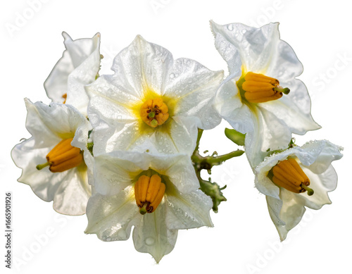  Closeup of White Potato Flowers with Dewdrops, Fresh Morning Glow, isolated on transparent background