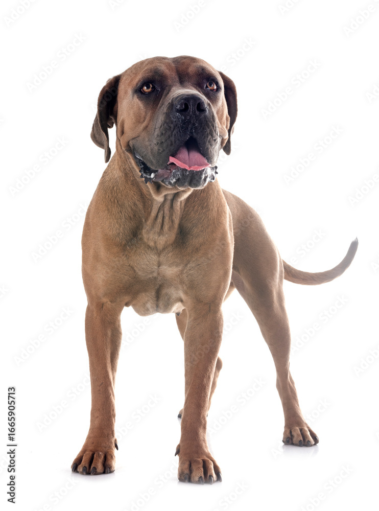 Obraz premium young cane corso