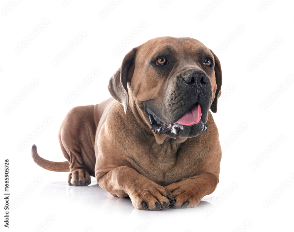 Obraz premium young cane corso