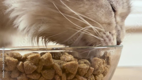 A lop-eared cat eats dry food from a transparent bowl in the kitchen