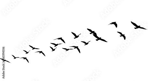 Flock of Birds Flying in Formation on White Background silhouette