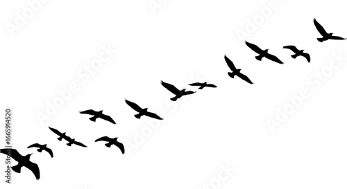 Flock of Birds Flying in Formation on White Background silhouette