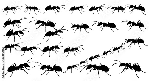 Seamless Pattern of Ants Marching in Black Silhouette on White Background silhouette