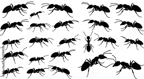 Seamless Pattern of Ants in Black Silhouette Style on White Background silhouette