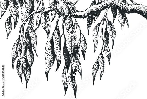 Black and White Sketch of Willow Tree Branches with Dangling Leaves