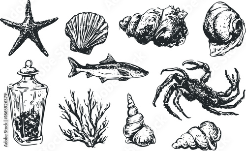 Collection of marine life and shells hand-drawn sketch
