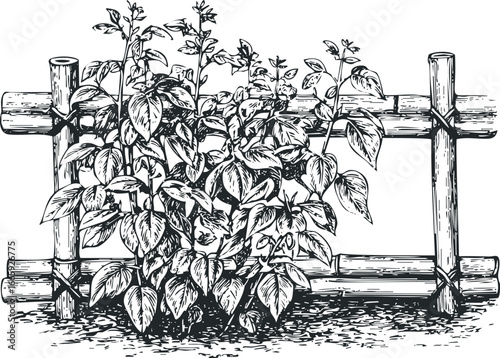 Vine plant growing on bamboo fence in sketched monochrome style