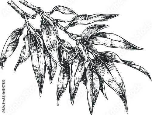Detailed sketch of delicate willow branches with long, flowing leaves