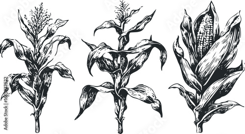 Three Black And White Corn Stalks With One Ear Of Corn