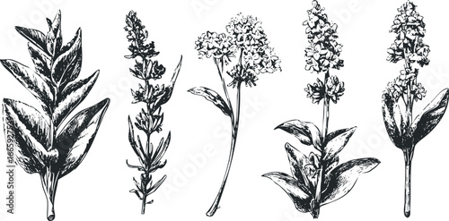 Collection of hand-drawn botanical sketches of various flowering plants and leaves