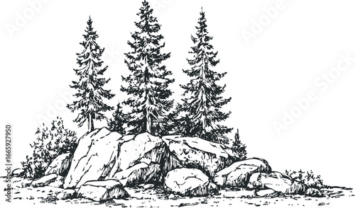 Detailed sketch of evergreen trees on a rocky outcrop