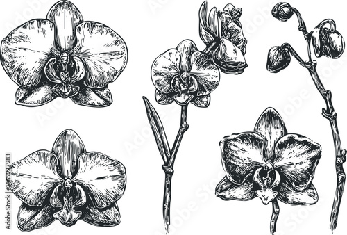 Black and White Sketch of Orchid Flowers and Buds on Stems