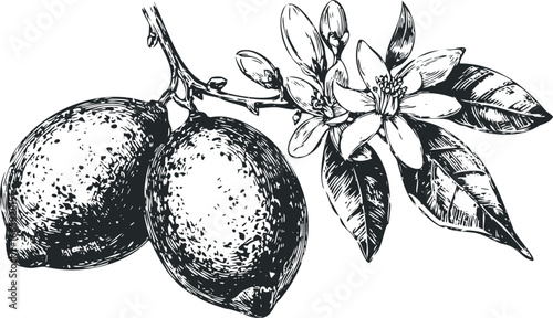 Engraved Citrus Branch with Fruit and Blossom
