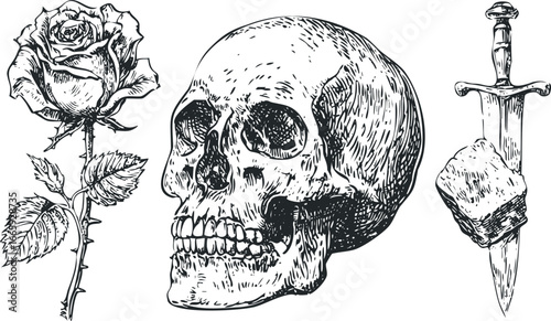 Detailed illustration of a human skull beside a thorny rose and a medieval sword