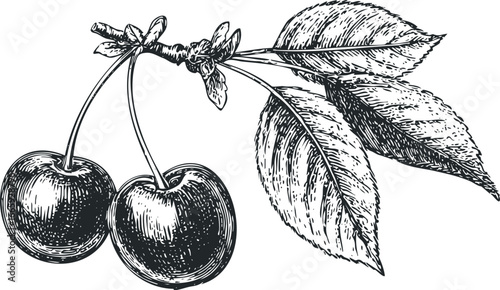 Sketch of two ripe cherries with leaves on a branch