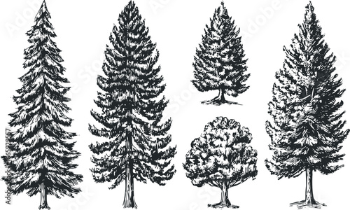 Collection of hand-drawn coniferous and deciduous trees