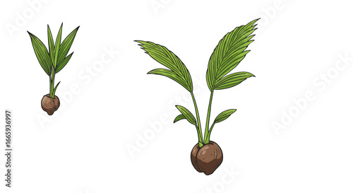 Coconut sprouts illustration showing growth stages with green leaves and brown shells, isolated on white background