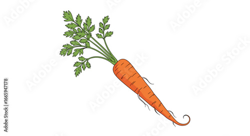 Freshly harvested organic carrot with green feathery tops and roots detailed illustration