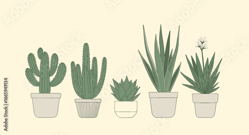 Diverse collection of potted succulent plants in a row for home decor