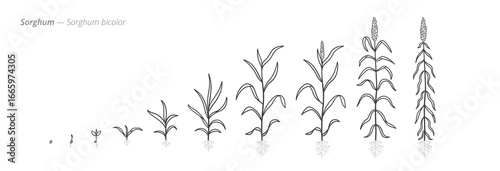 Sorghum Life Cycle - Botanical monochrome black and white hand drawn vector Illustration for Agriculture and Crop Management