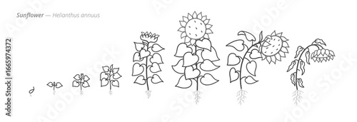 Sunflower Life Cycle - Botanical monochrome black and white hand drawn vector Illustration