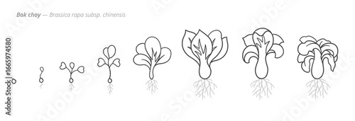 Bok Choy Life Cycle - Botanical monochrome black and white hand drawn vector Illustration