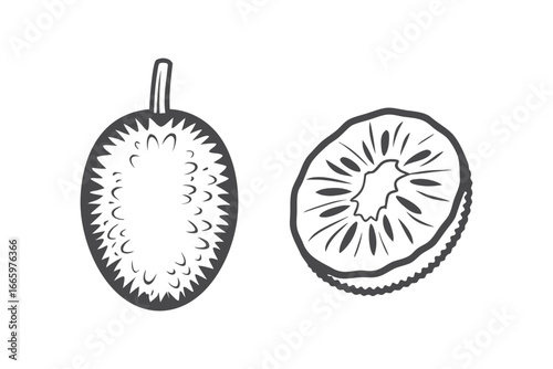 Durian and Kiwi Slice Line Art, Fresh Fruit on White Background