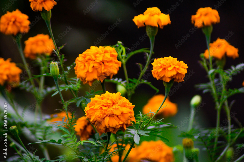Beautiful macro insect photography with sharp focus Beautiful macro insect photography with sharp focus