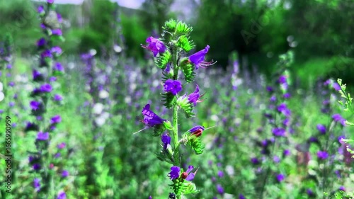 A Beautiful Scene Showcasing Colorful Purple Flowers with Butterflies, Capturing the Essence of Nature's Vibrancy in a Lush Green Landscape Filled with Blooming Flora