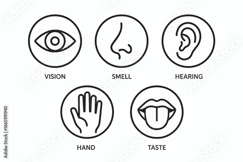 Five Senses Icons of human drawing in line and white background