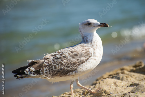 Billede på lærred A speckled seagull stands calmly on the sandy shore near gentle ocean waves, blending into its coastal habitat