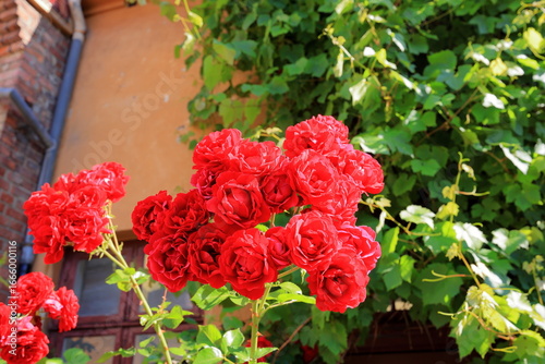 Quadro su tela Beautiful rose in the garden, close-up. Nature background