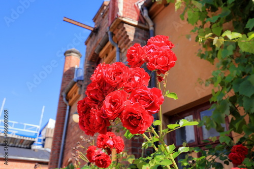 фотографія Beautiful rose in the garden, close-up. Nature background